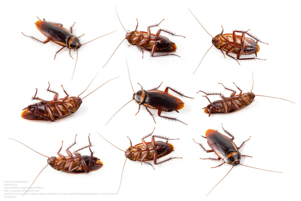 Cockroach Control near me Mesa AZ