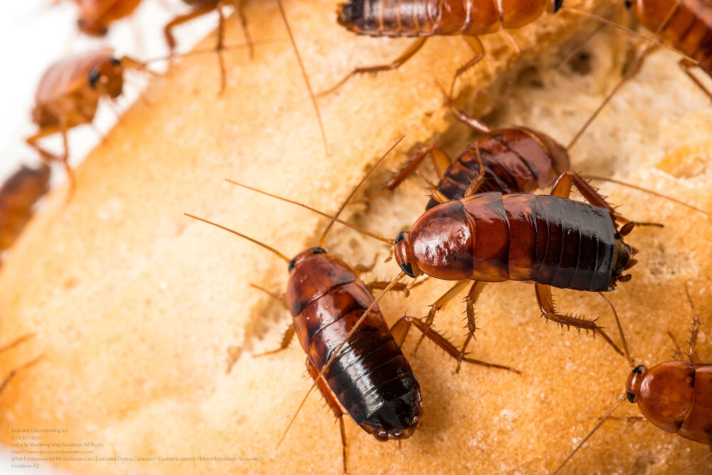 Cockroach Control near me Phoenix AZ