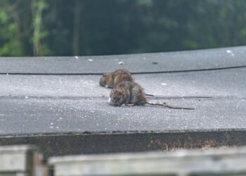 Roof Rat Control Buckeye AZ