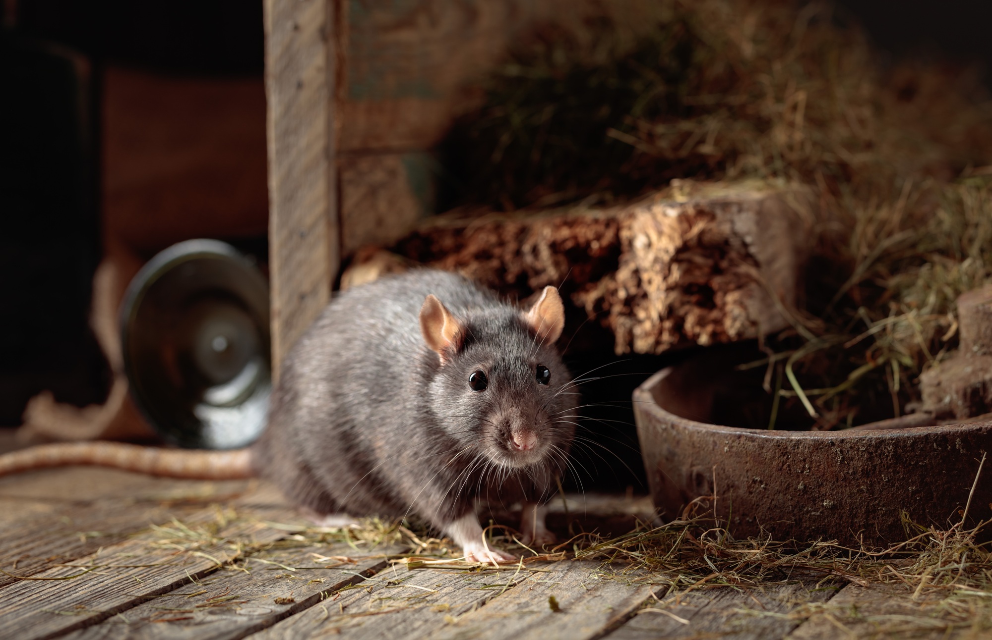 Roof Rat Control Chandler AZ