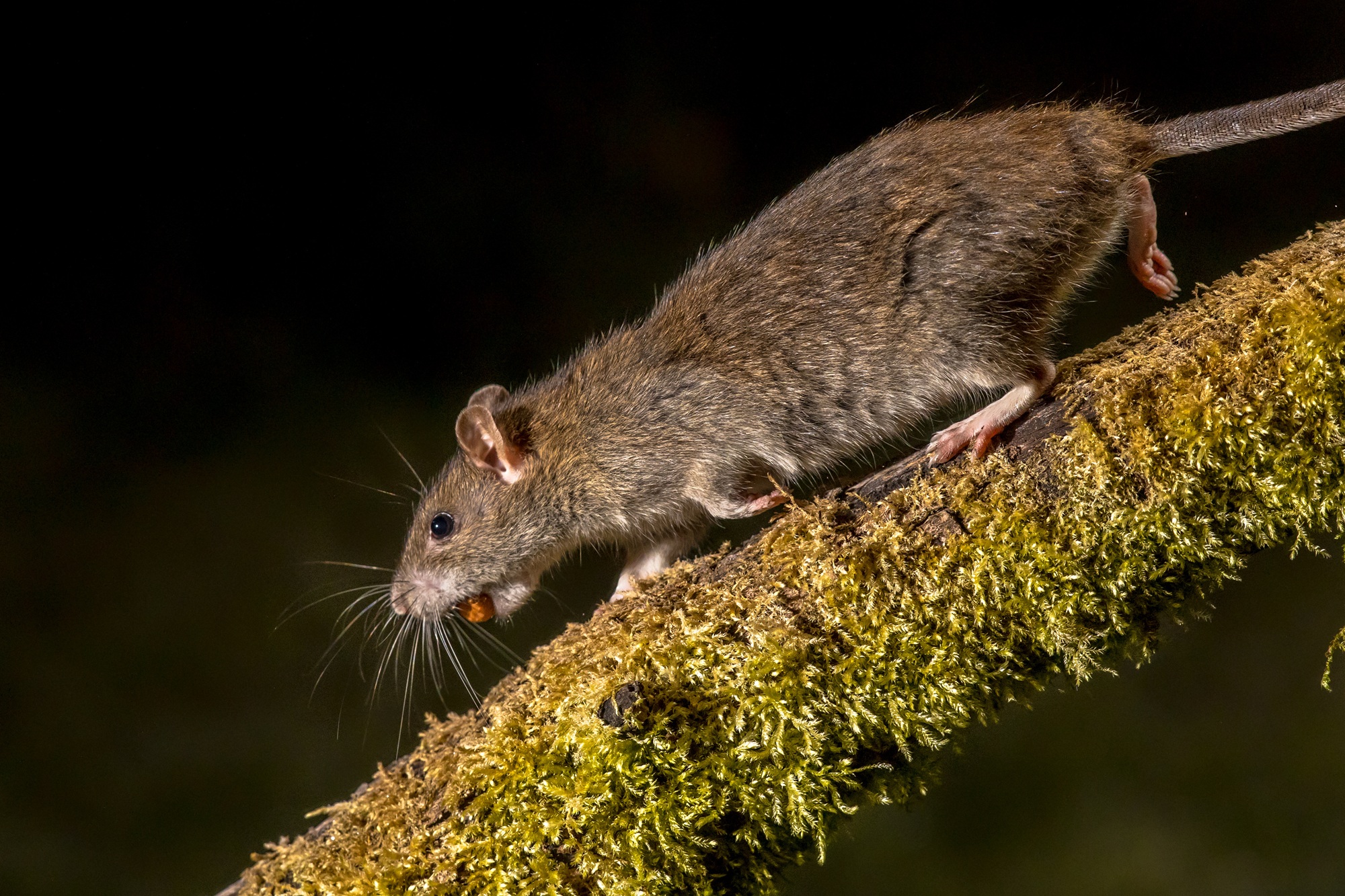Roof Rat Control Glendale AZ Roof Rat Control Glendale AZ