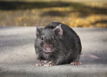 Roof Rat Control Mesa AZ Roof Rat Control Mesa AZ