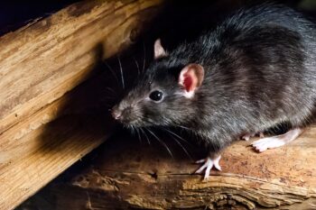 Roof Rat Control Mesa AZ Roof Rat Control Mesa AZ