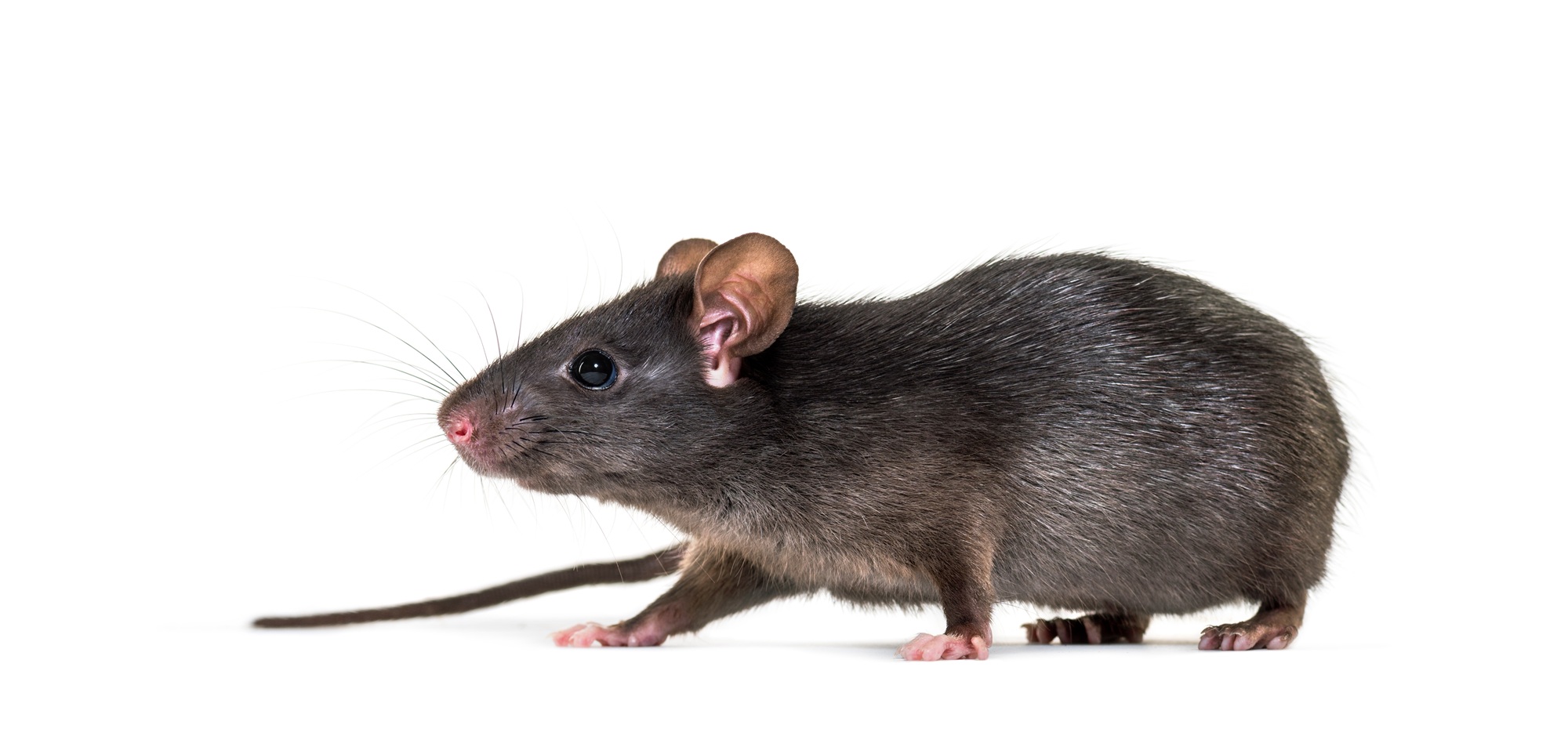 Roof Rat Control Phoenix AZ