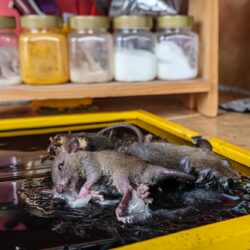 Exterminator Chandler AZ