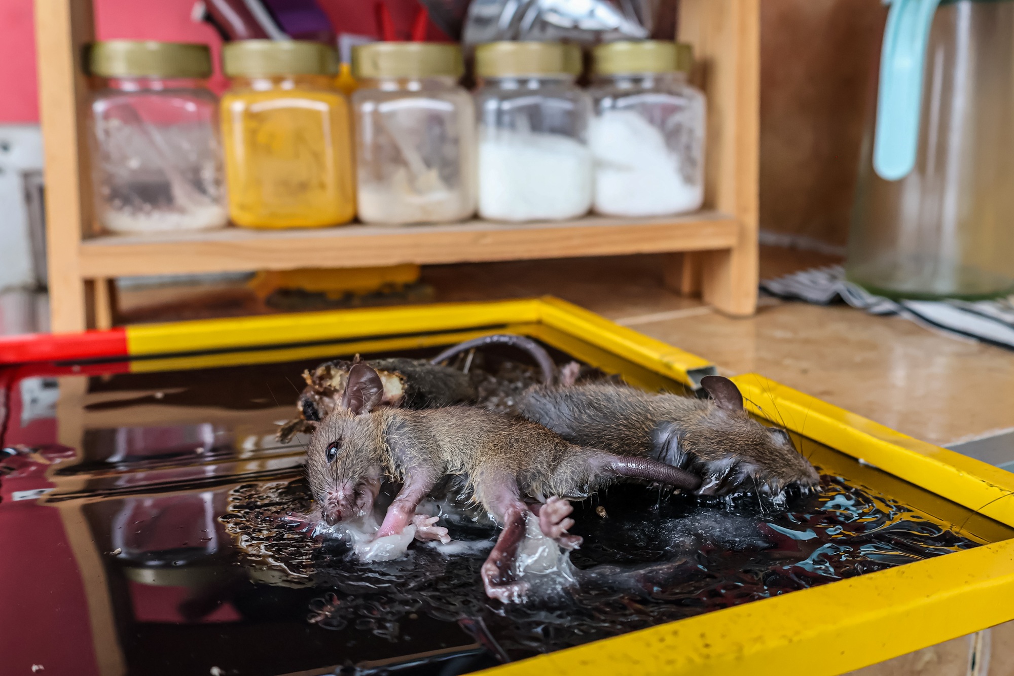 Exterminator Chandler AZ