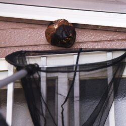 Exterminator Glendale AZ Exterminator Glendale AZ