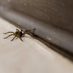 Exterminator Glendale AZ Exterminator Glendale AZ