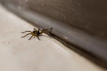 Exterminator Glendale AZ