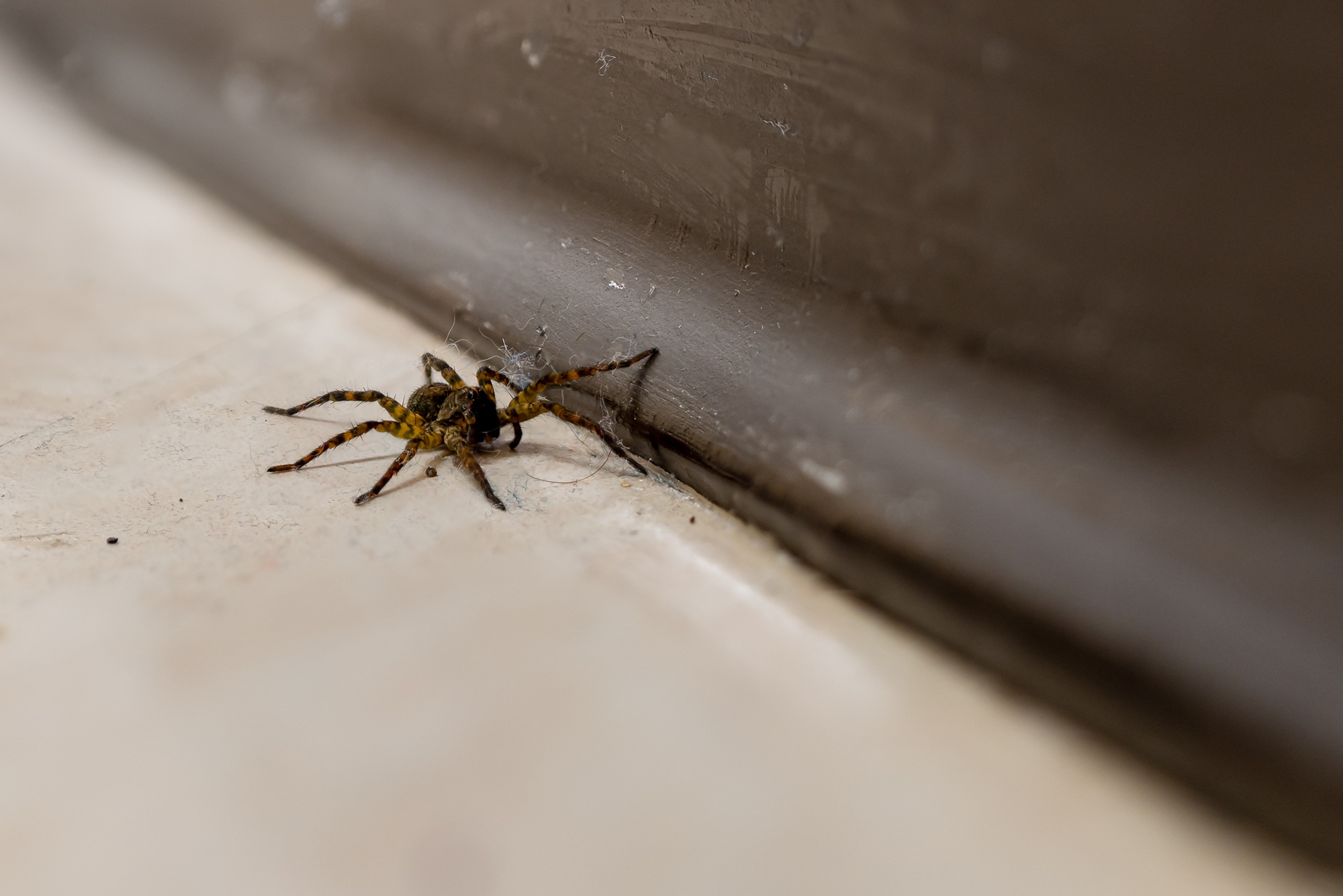 Exterminator Glendale AZ