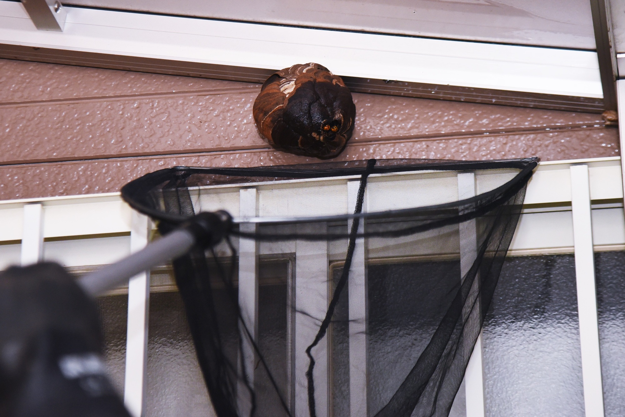 Exterminator Glendale AZ Exterminator Glendale AZ