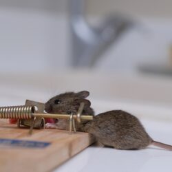 Exterminator Mesa AZ