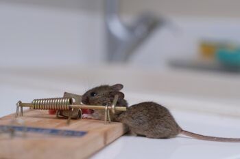 Exterminator Mesa AZ Exterminator Mesa AZ