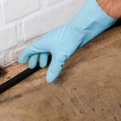 Exterminator Phoenix AZ Exterminator Phoenix AZ