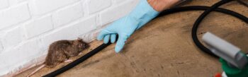Exterminator Phoenix AZ