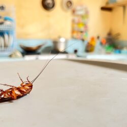 Exterminator Chandler AZ