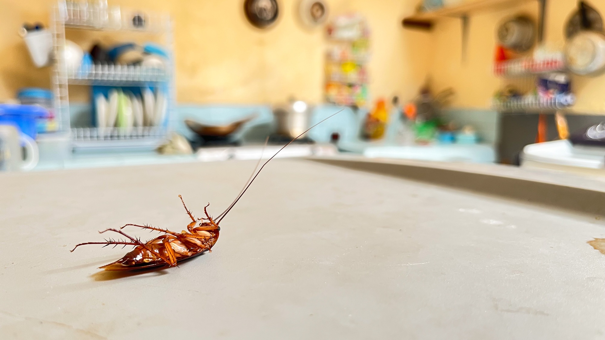 ExterminatorExterminator Chandler AZ Mesa AZ Exterminator Chandler AZ