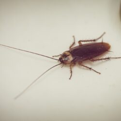 Exterminator Mesa AZ