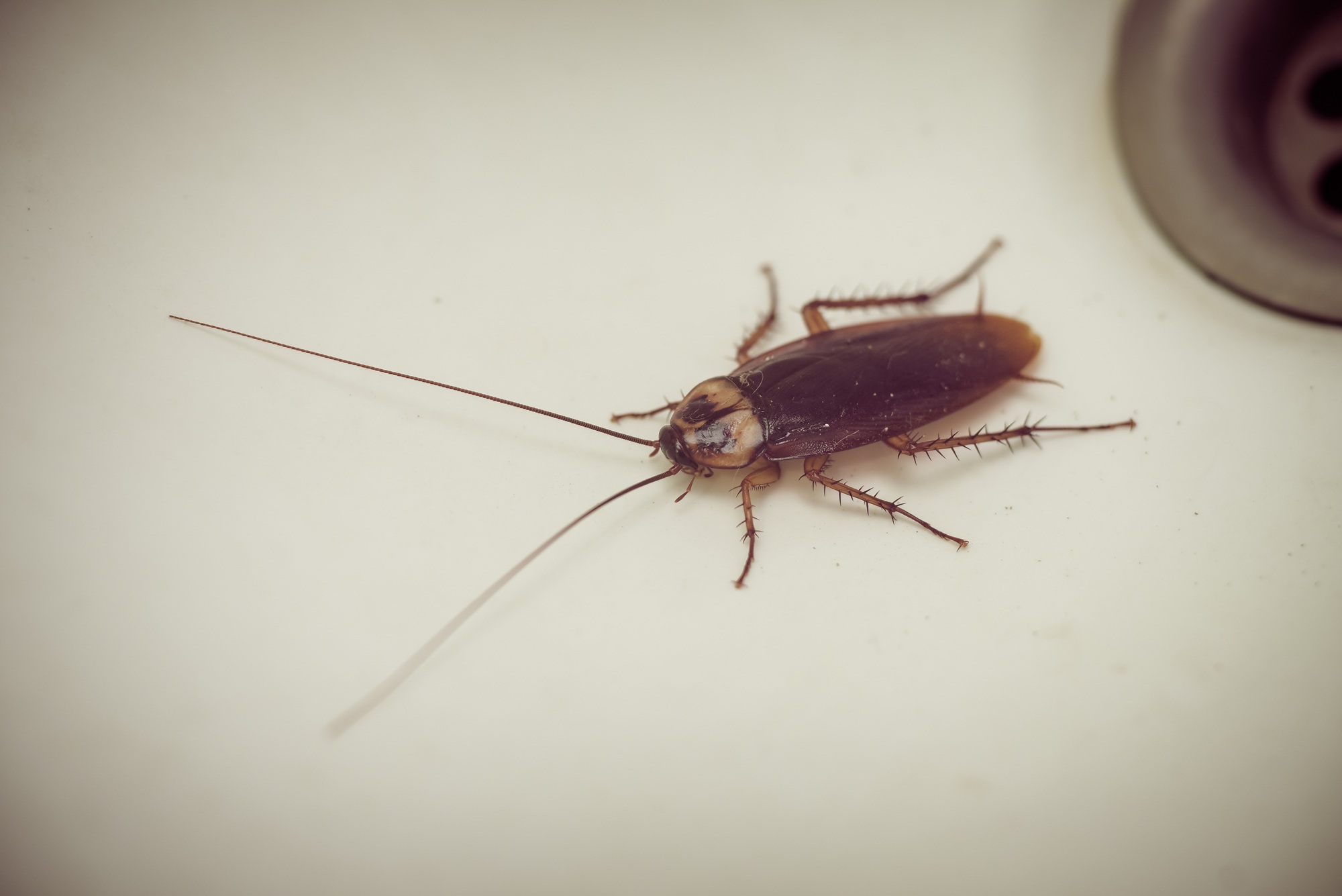 Exterminator Mesa AZ Exterminator Mesa AZ