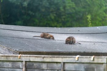 Roof Rat Control Chandler AZ Roof Rat Control Chandler AZ