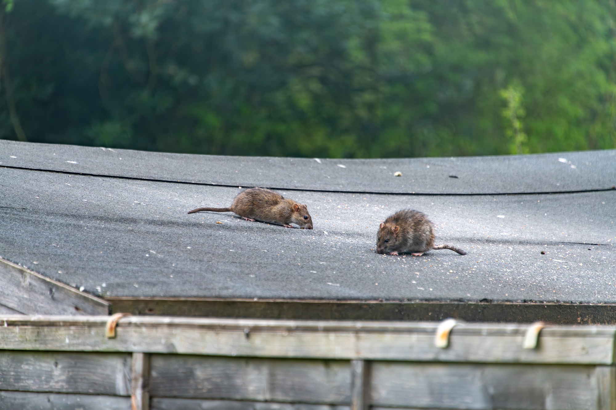 Roof Rat Control Chandler AZ Roof Rat Control Chandler AZ