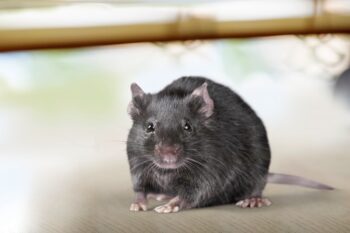 Roof Rat Control Glendale AZ Roof Rat Control Glendale AZ