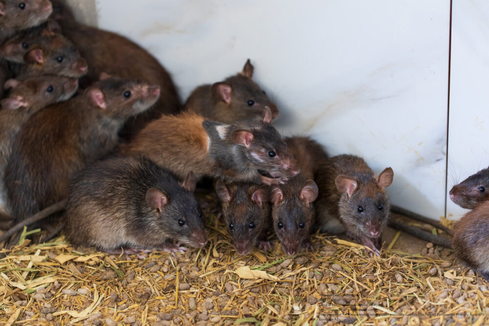 Roof Rat Control near me Chandler AZ