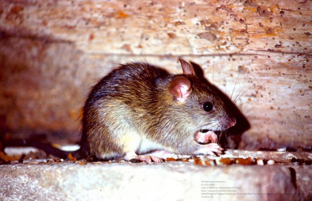 Roof Rat Control near me Chandler AZ