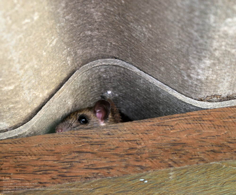 Roof Rat Control near me Glendale AZ
