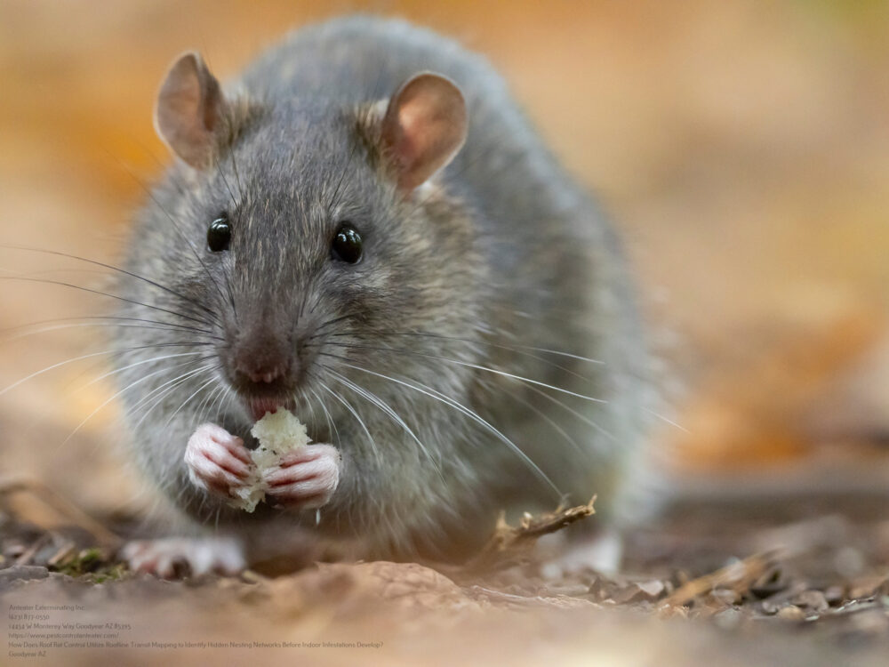 Roof Rat Control near me Phoenix AZ