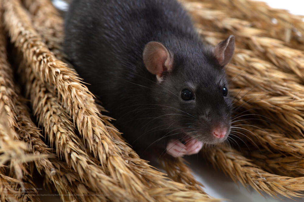 Roof Rat Control near me Phoenix AZ