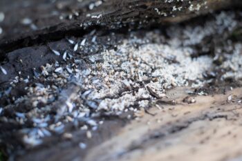 Ant Control Chandler Ant Control Chandler