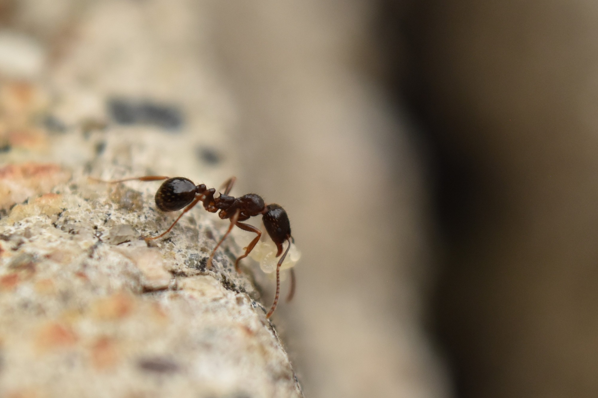 Ant Control Glendale AZ Ant Control Glendale AZ