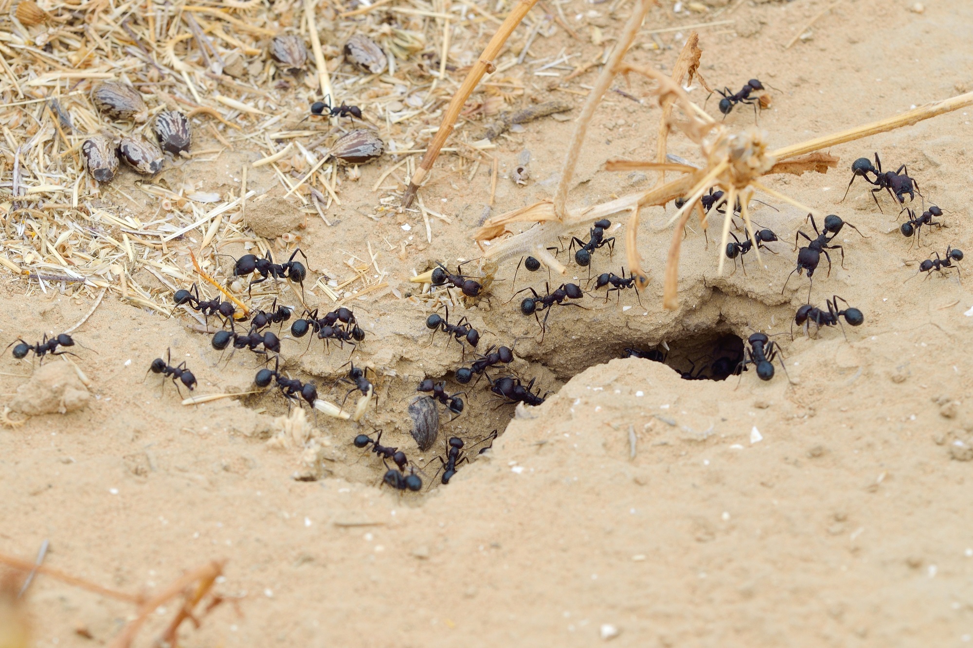 Ant Control Glendale Ant Control Glendale