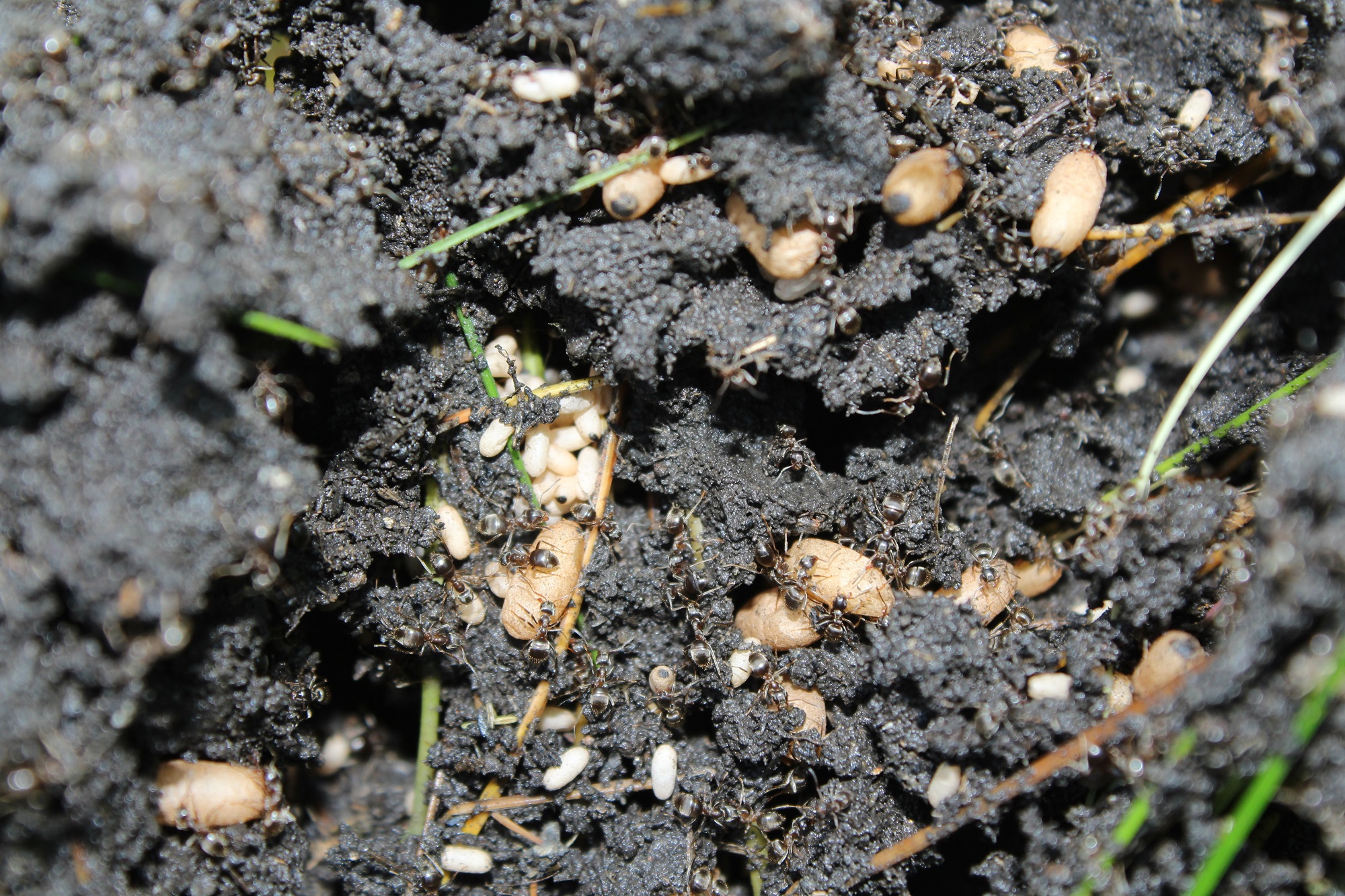 Ant Control Mesa AZ Ant Control Mesa AZ