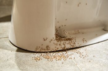 Ant Control Phoenix