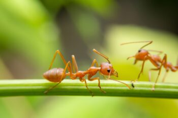 Ant Control Phoenix AZ