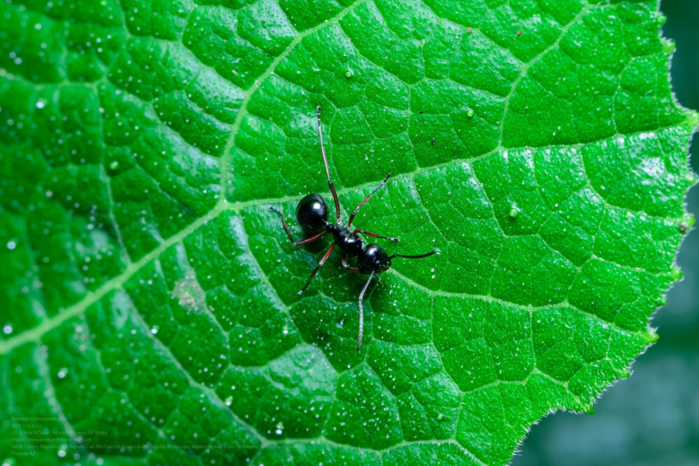 Ant Control near me Glendale