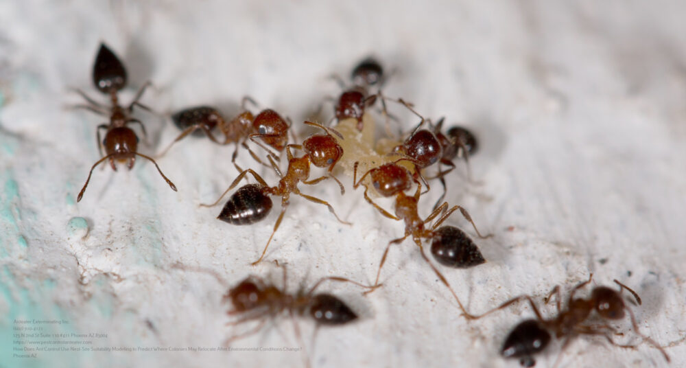 Ant Control near me Glendale AZ