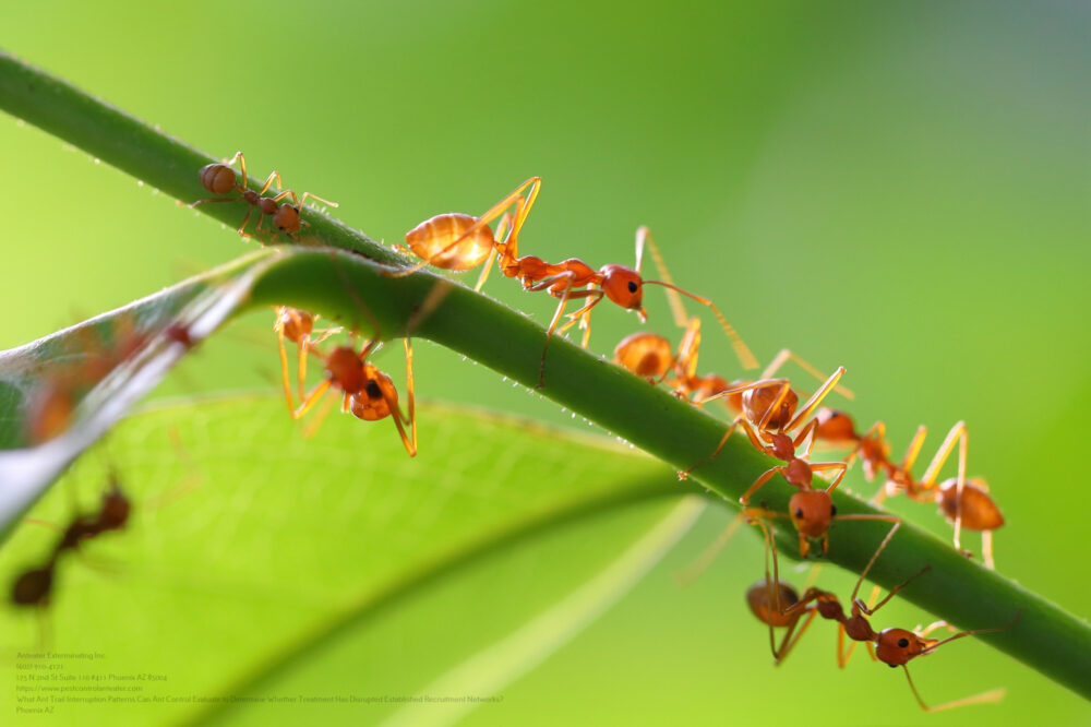 Ant Control near me Phoenix